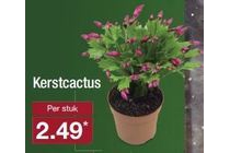 kerstcactus