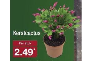 kerstcactus