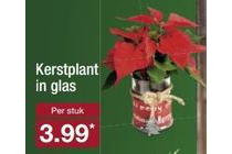 kerstplant in glas