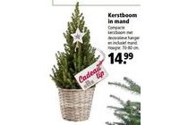 kerstboom in mand