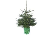 kerstboom nordmann in pot 75 100 cm