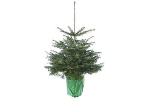 kerstboom nordmann in pot 75 100 cm