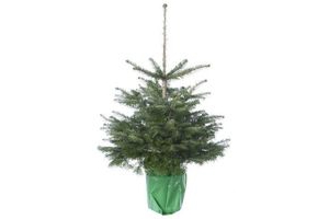 Kerstboom Nordmann In Pot 75-100 Cm Voor €14,99 - Beste.nl