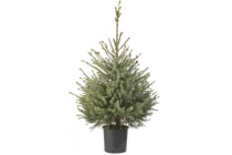 kerstboom omorika in pot 80 100 cm