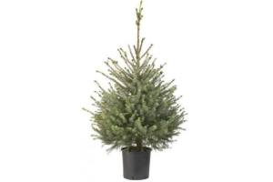 kerstboom omorika in pot 80 100 cm