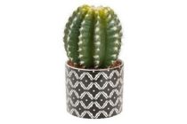 cactus bol in pot