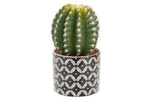 cactus bol in pot