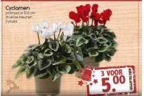 cyclamen