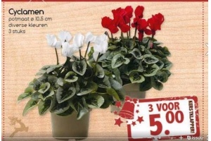 cyclamen