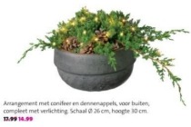 arrangement met conifeer en dennenappels nu voor eur14 99