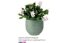 schlumbergera lidcactus nu voor eur4 99