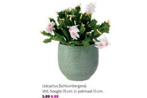 schlumbergera lidcactus nu voor eur4 99