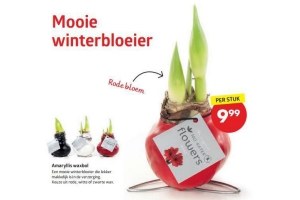 amaryllis waxbol nu eur9 99 per stuk