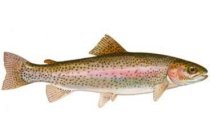 rode forel