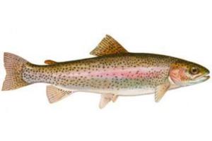 rode forel