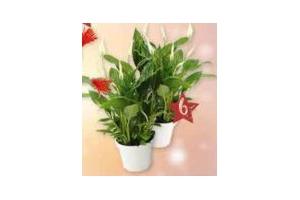 spathiphyllum