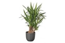 yucca