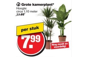 grote kamerplant