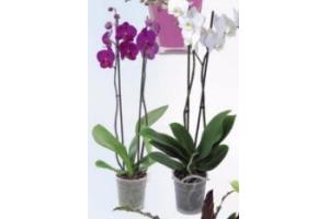 2 taks orchidee