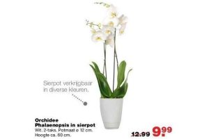 orchidee phalaenopsis in sierpot