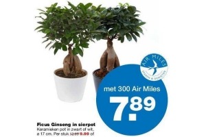 ficus ginseng in sierpot