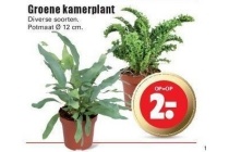 groene kamerplanten potmaat o 12 cm