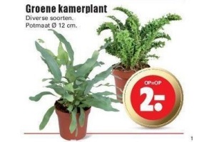 groene kamerplanten potmaat o 12 cm