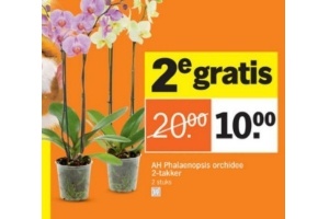 ah phalaenopsis orchidee 2 takker