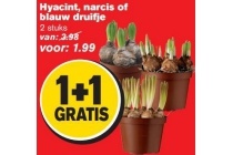 hyacint narcis of blauw druifje