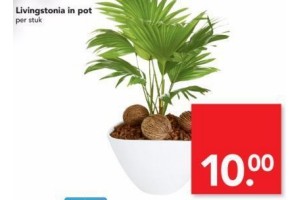 livingstonia in pot