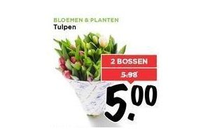 bloemen en planten tulpen