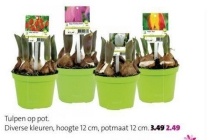 tulpen op pot