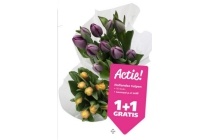 hollandse tulpen