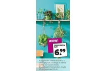 hangplanten