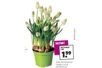 witte druif muscari