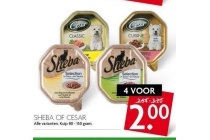 sheba of cesar