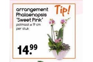 arrangement phalaenopsis sweet pink