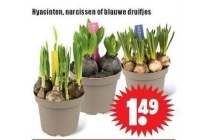 hyacinten narcissen of blauwe druifjes