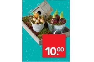 bollen arrangement nu eur10