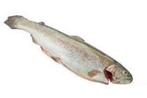rode forel