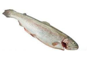 rode forel