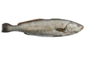 corvina