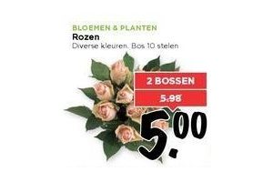 bos rozen 10 stelen