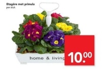 etagere met primula