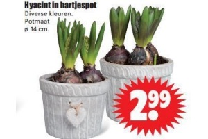 hyacint in hartjespot