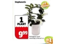 stephanotis