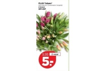 plus tulpen