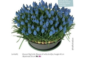 muscari big smile