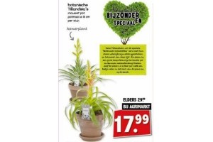 botanische tilandsia s