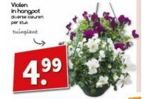 violen in hangpot